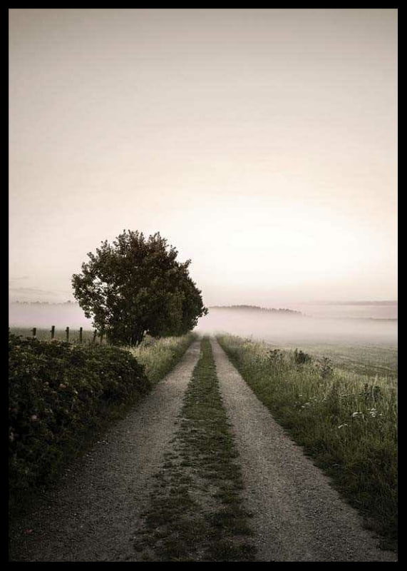 Country road through foggy field with trees at sunrise-12