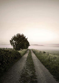 Country road through foggy field with trees at sunrise-7