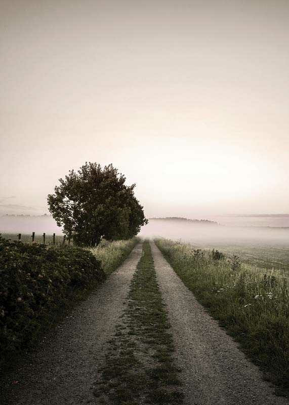 Country road through foggy field with trees at sunrise-12