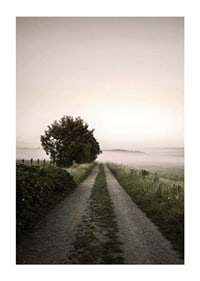 Country road through foggy field with trees at sunrise-1