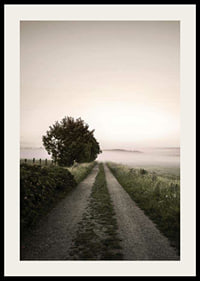 Country road through foggy field with trees at sunrise-2