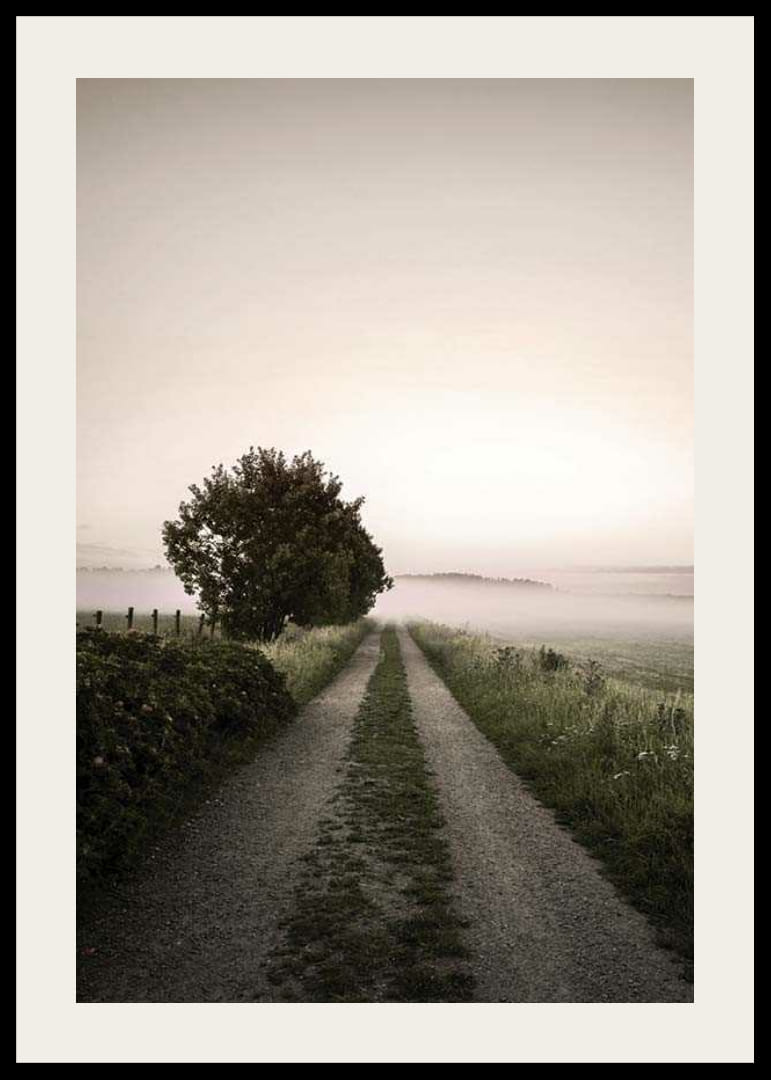 Maantie sumuisen pellon läpi, jossa puita auringonnousun aikaan-12