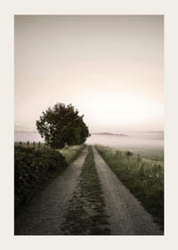 Maantie sumuisen pellon läpi, jossa puita auringonnousun aikaan-3