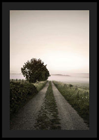 Country road through foggy field with trees at sunrise-4