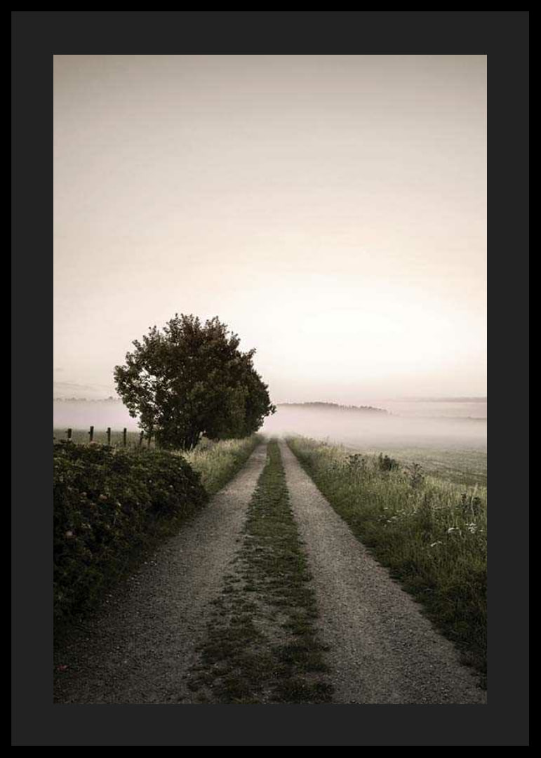 Country road through foggy field with trees at sunrise-12