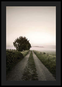 Maantie sumuisen pellon läpi, jossa puita auringonnousun aikaan-4