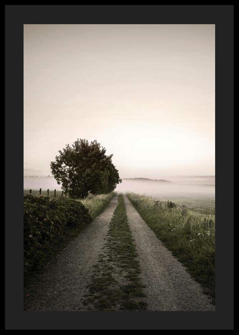 Maantie sumuisen pellon läpi, jossa puita auringonnousun aikaan-12