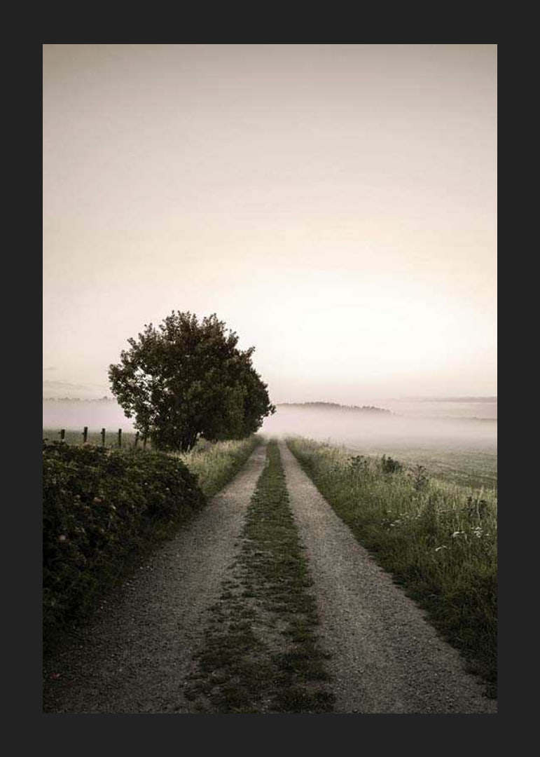 Country road through foggy field with trees at sunrise-12