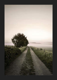 Maantie sumuisen pellon läpi, jossa puita auringonnousun aikaan-5