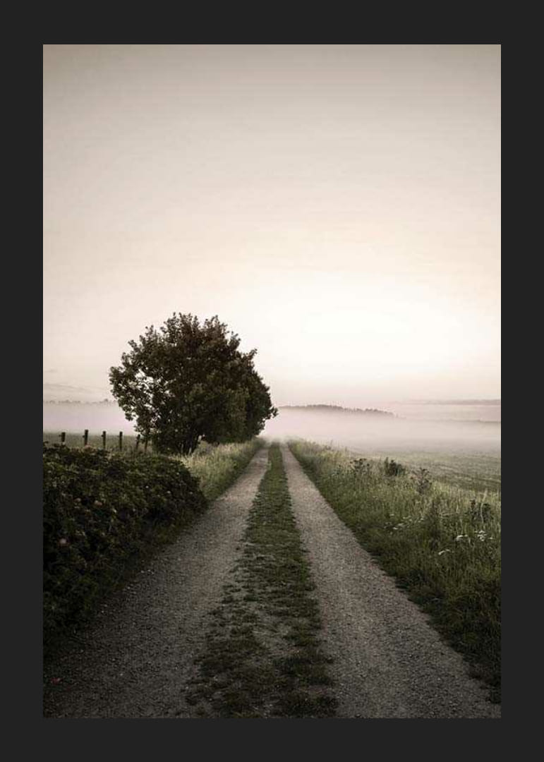 Maantie sumuisen pellon läpi, jossa puita auringonnousun aikaan-12