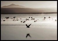 Photography of birds at shallow water in soft beige tones-6