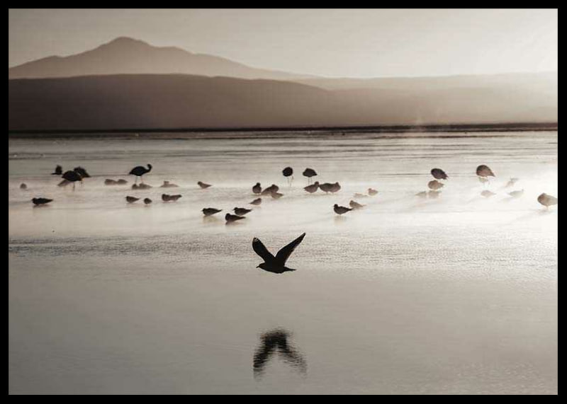 Photography of birds at shallow water in soft beige tones-12