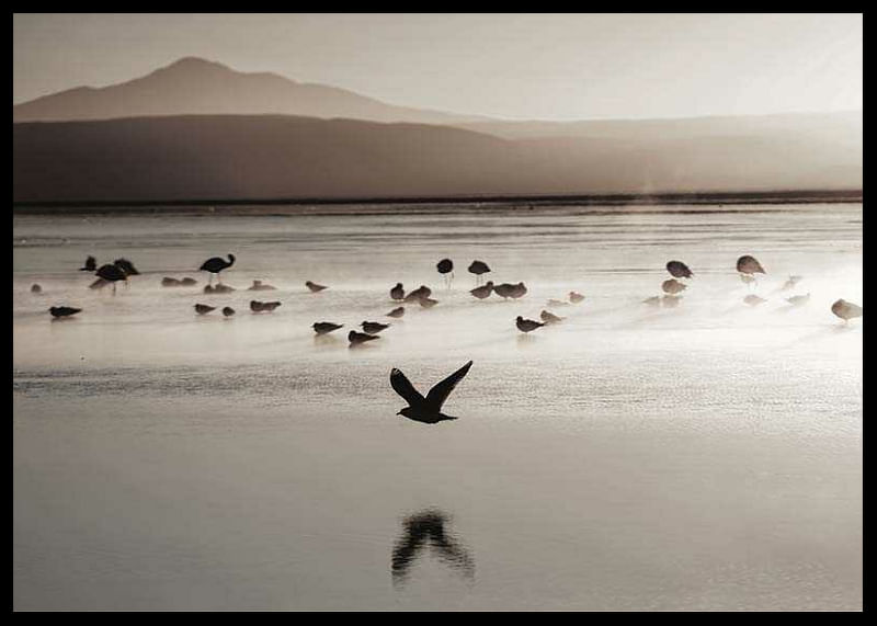 Bird Serenity-12