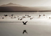 Photography of birds at shallow water in soft beige tones-7