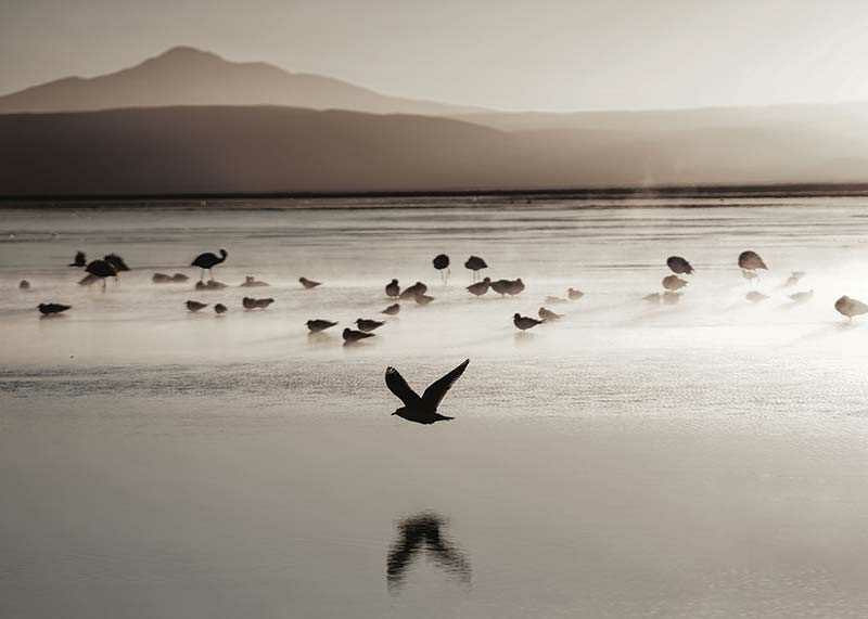 Photography of birds at shallow water in soft beige tones-12