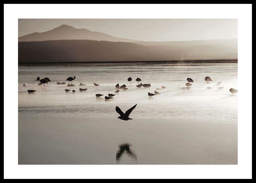 Photography of birds at shallow water in soft beige tones-12