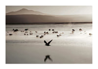 Photography of birds at shallow water in soft beige tones-1