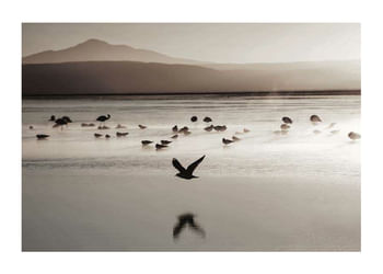 Poster Bird Serenity