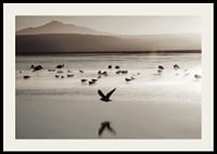 Photography of birds at shallow water in soft beige tones-2