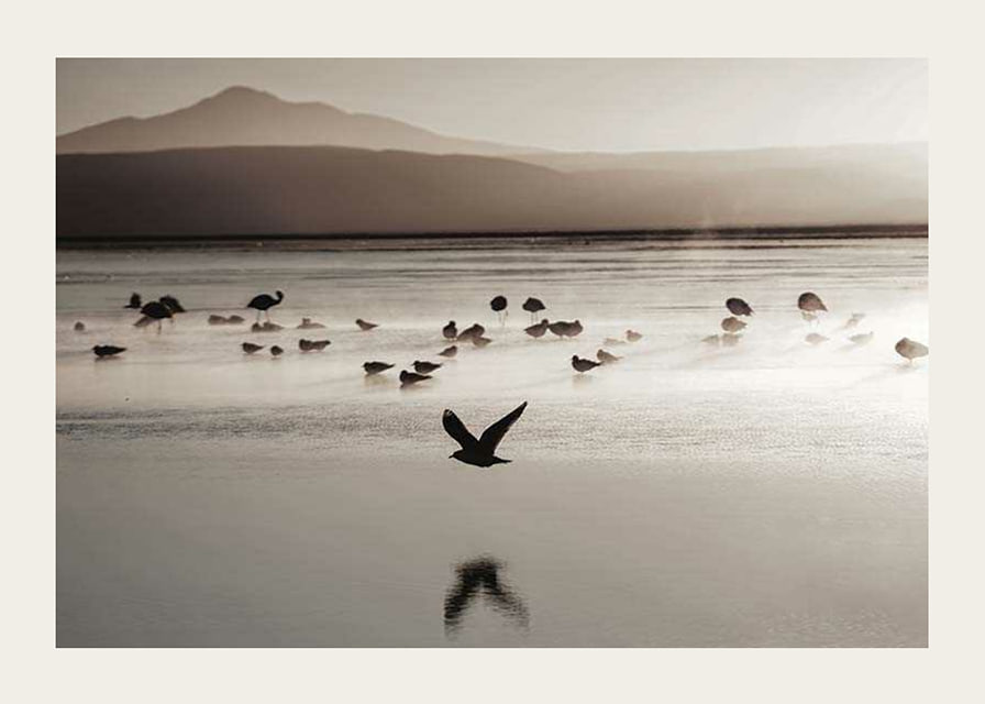 Photography of birds at shallow water in soft beige tones-12