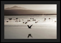 Photography of birds at shallow water in soft beige tones-4