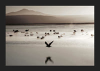 Photography of birds at shallow water in soft beige tones-5