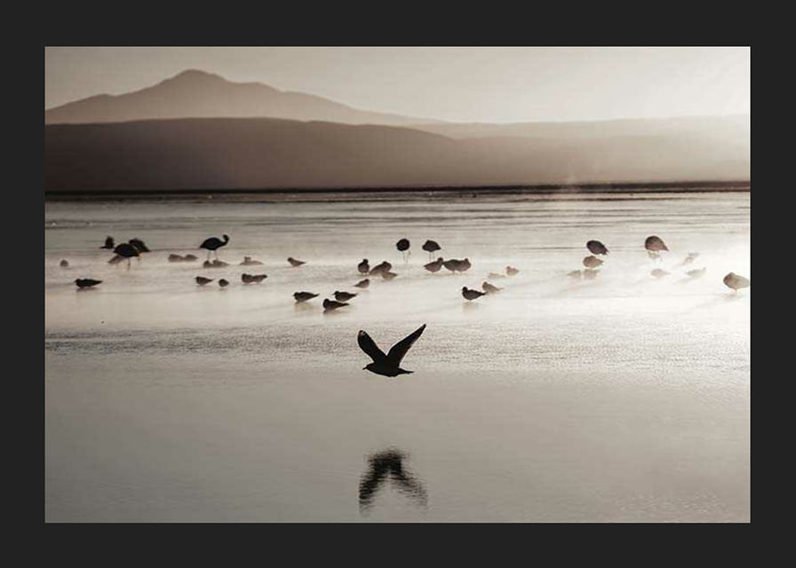 Photography of birds at shallow water in soft beige tones-12