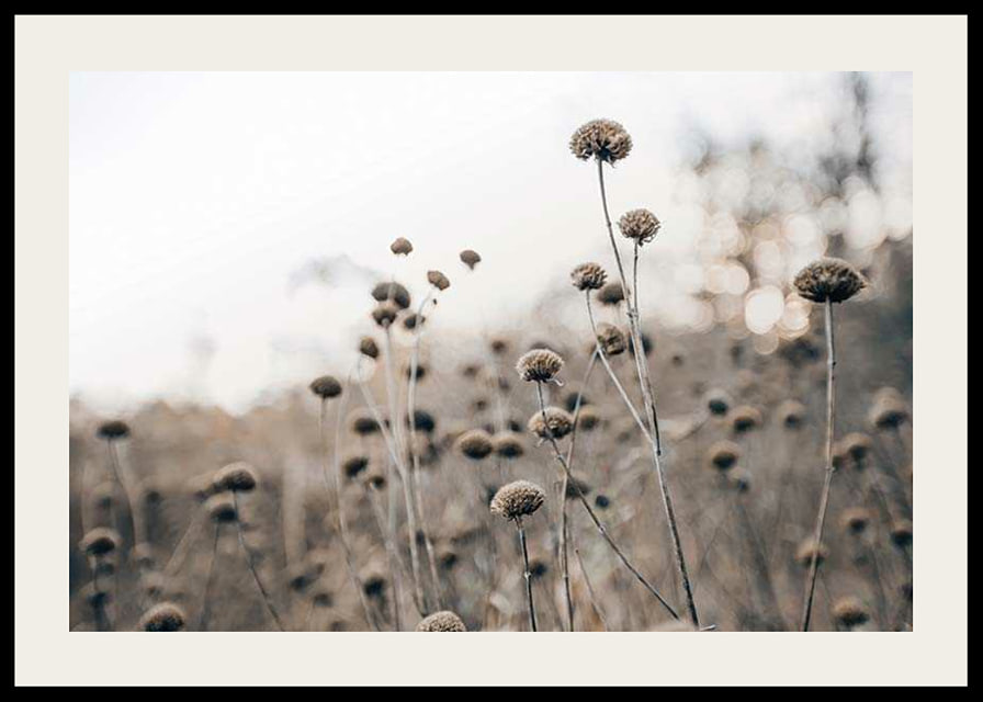 Dry flower stalks on field in brown tones, photographic-12