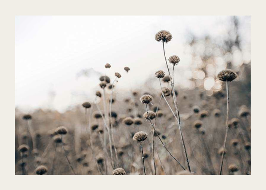 Dry flower stalks on field in brown tones, photographic-12