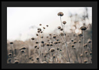 Dry flower stalks on field in brown tones, photographic-4