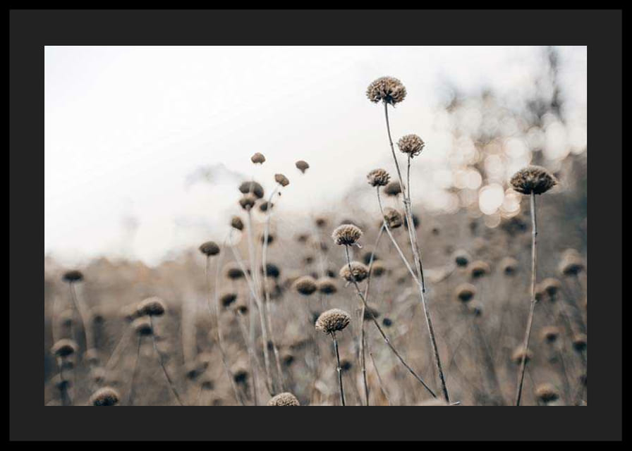 Torra blomstänglar på fält i bruna toner, fotografisk-12