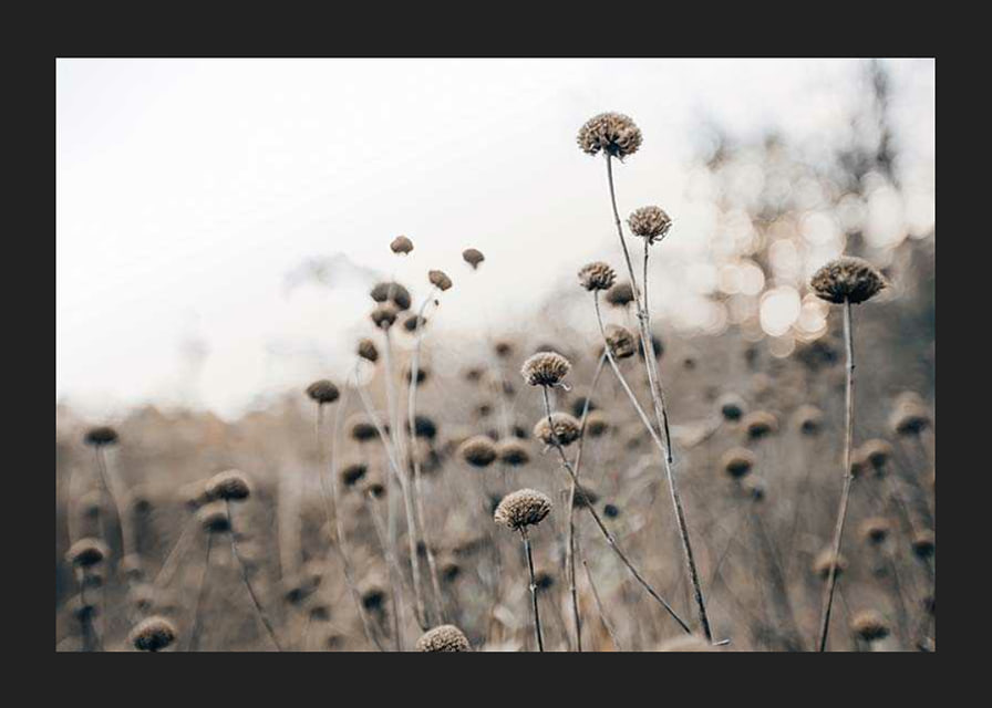 Dry flower stalks on field in brown tones, photographic-12