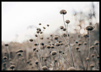 Dry flower stalks on field in brown tones, photographic-6