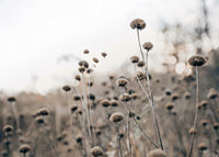 Dry flower stalks on field in brown tones, photographic-7