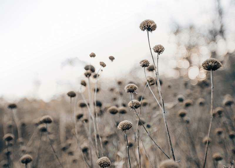 Dry flower stalks on field in brown tones, photographic-12