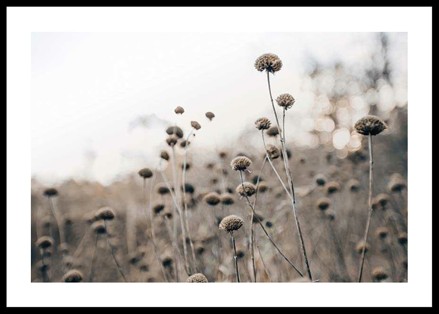 Dry flower stalks on field in brown tones, photographic-12