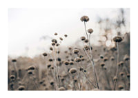 Dry flower stalks on field in brown tones, photographic-1