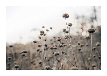 Poster Monochromatic Flowers
