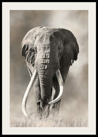 Elefante africano con largos colmillos blancos en tonos monocromáticos-2