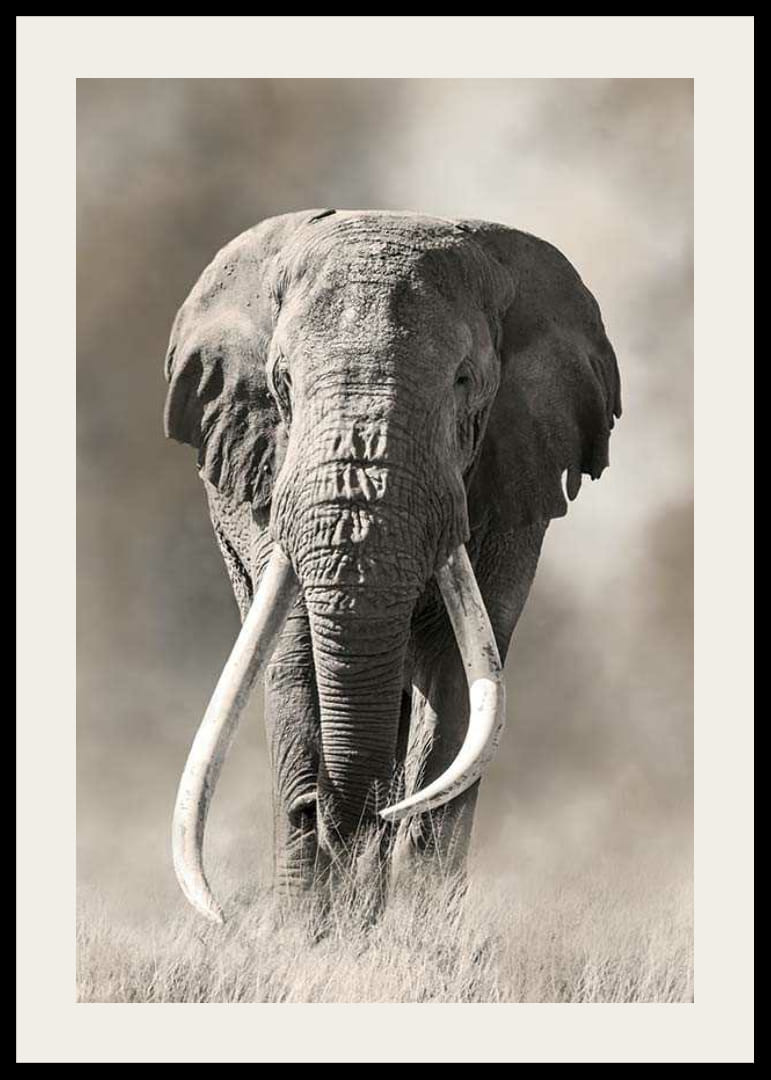 Elefante africano con largos colmillos blancos en tonos monocromáticos-12