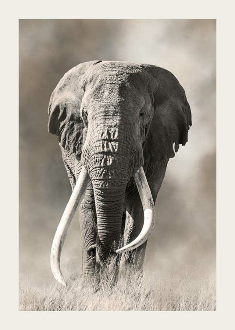 Elefante africano con largos colmillos blancos en tonos monocromáticos-12