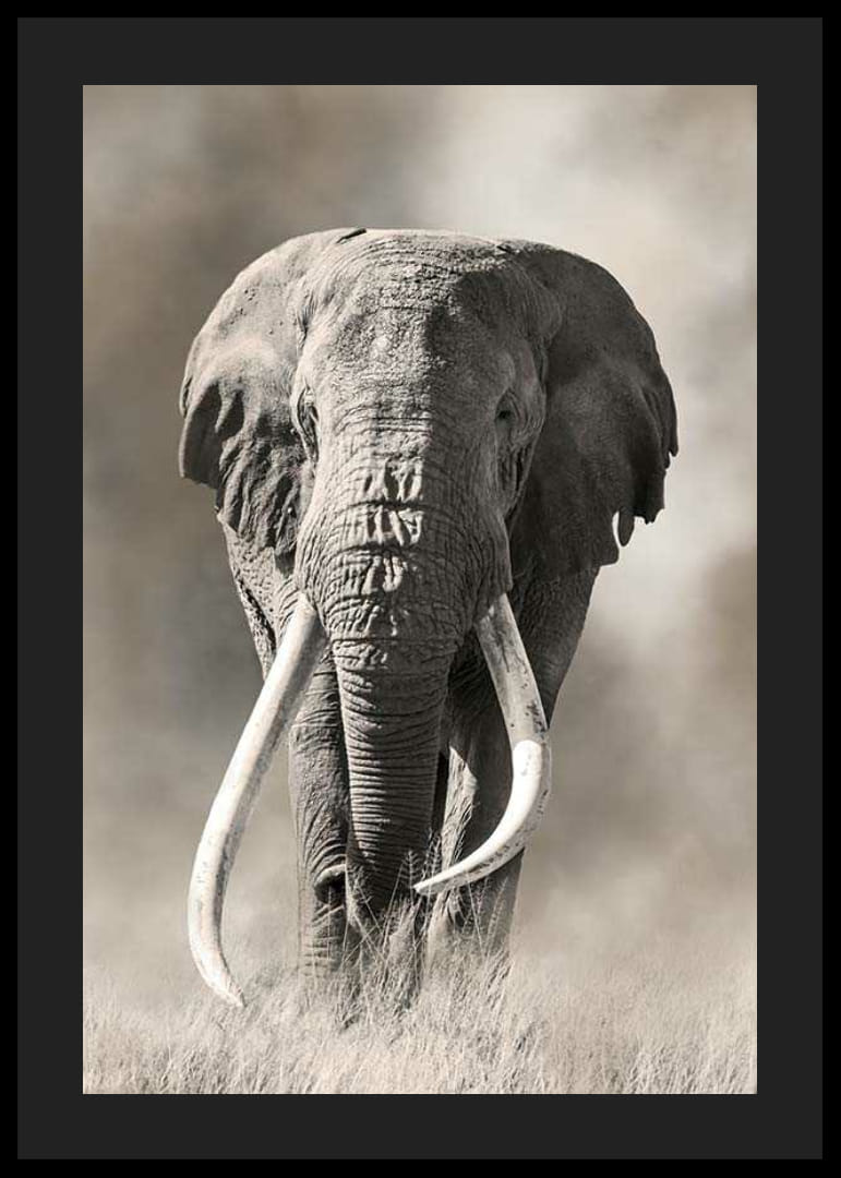 Elefante africano con largos colmillos blancos en tonos monocromáticos-12