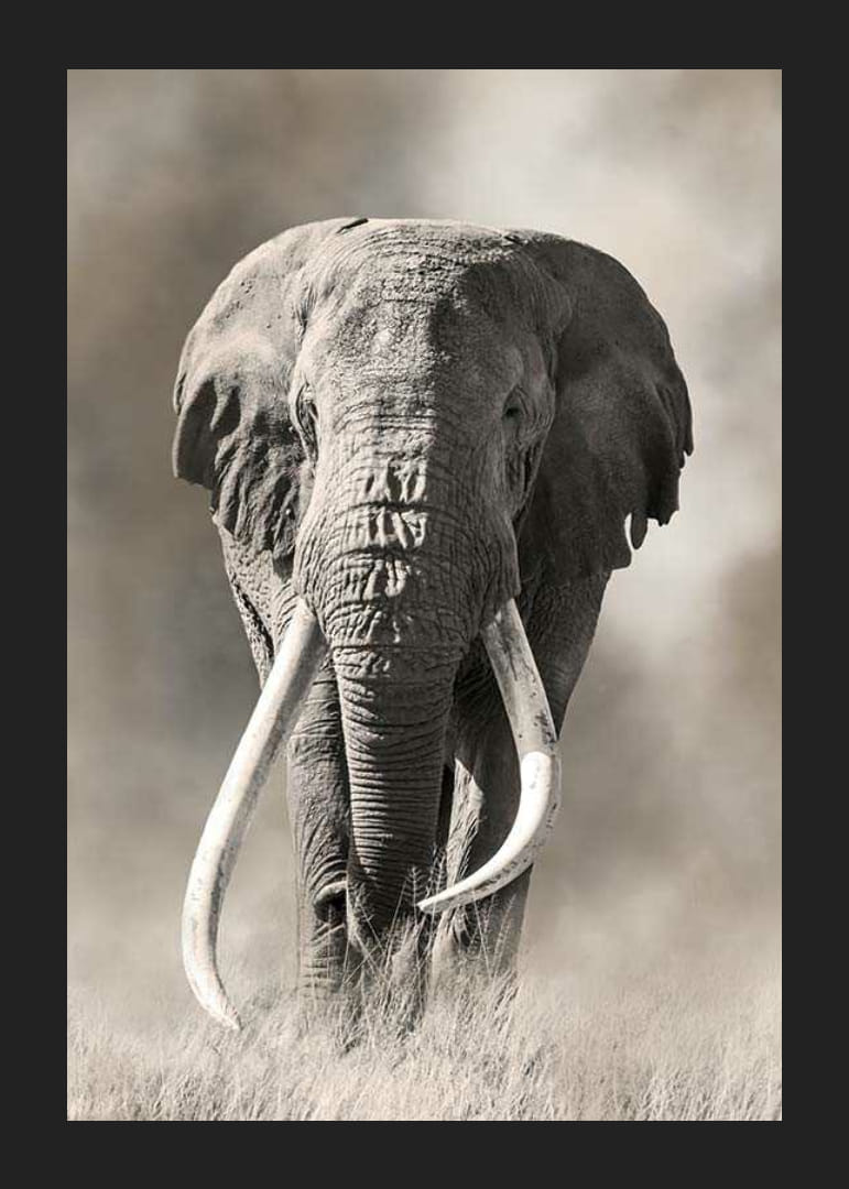 Elefante africano con largos colmillos blancos en tonos monocromáticos-12