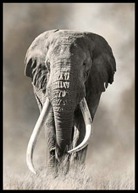 Afrikansk elefant med långa vita betar i monokroma toner-6