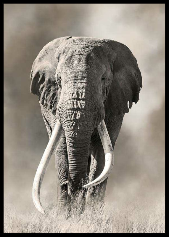 Afrikansk elefant med långa vita betar i monokroma toner-12