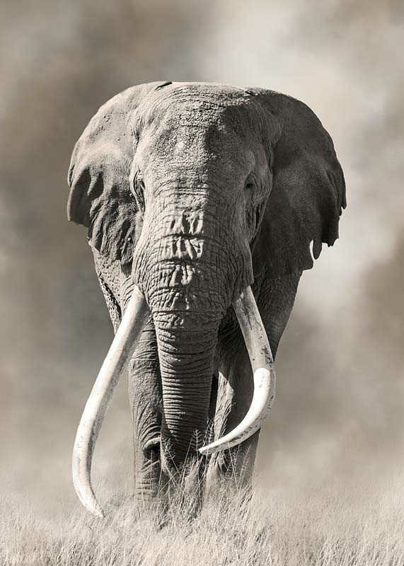 Afrikansk elefant med långa vita betar i monokroma toner-12