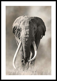 Afrikansk elefant med långa vita betar i monokroma toner-0