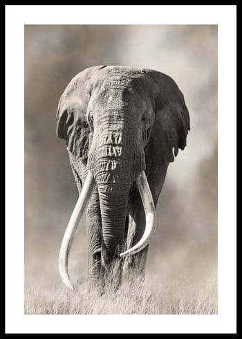 Póster Elephant Tusks