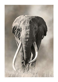 Afrikansk elefant med långa vita betar i monokroma toner-1
