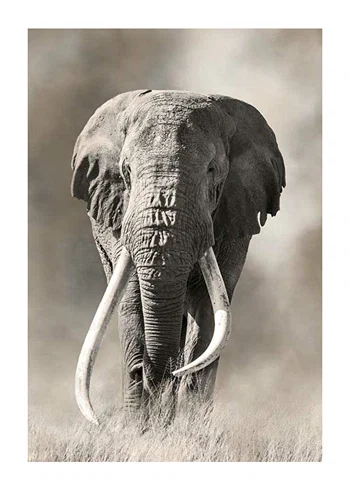 Poster Elephant Tusks